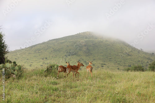 Photo of group of African impala antelope standing in field in Maasai Mara, Kenya, Africa