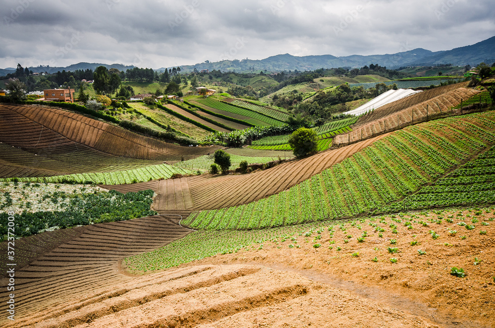 Cultivos de ortalizas en las montañas de Antioquia Colombia