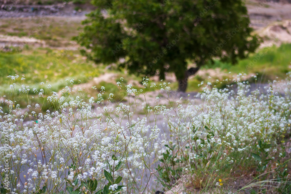 Fototapeta premium White flowers next to a rural road in near Ardabil, Iran