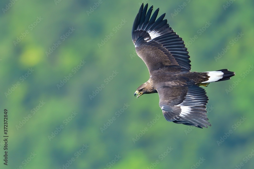 Obraz premium 大声で鳴きながらグリーンバックに飛ぶイヌワシ幼鳥