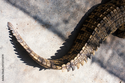 The tail of a crocodile