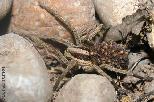 A Hogna Radiata, Wolf Spider with babies on her back