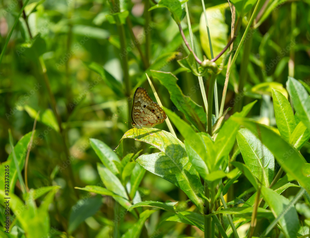 Fototapeta premium butterfly on the grass