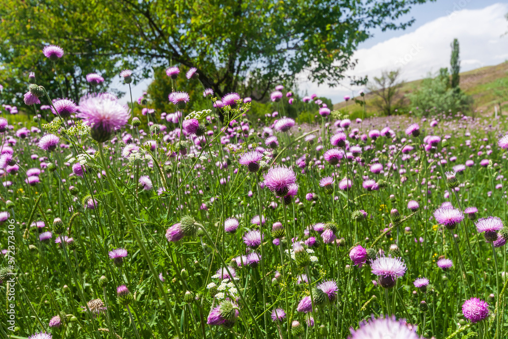 Wild Cheirolophus flowers in mauve vs violet colors Wild Cheirolophus flowers in mauve vs violet colors