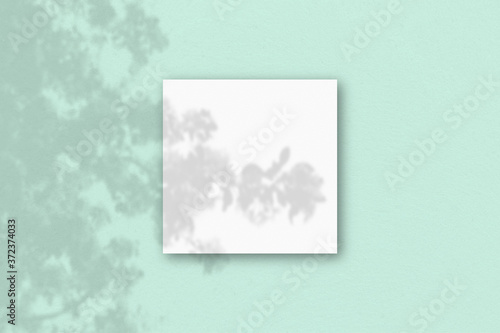 The square sheet of white textured paper on the light green wall background. Mockup overlay with the plant shadows. Natural light casts shadows from an exotic plant.. Flat lay, top view