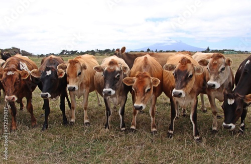 line up of cows on a farm in New Zealand
