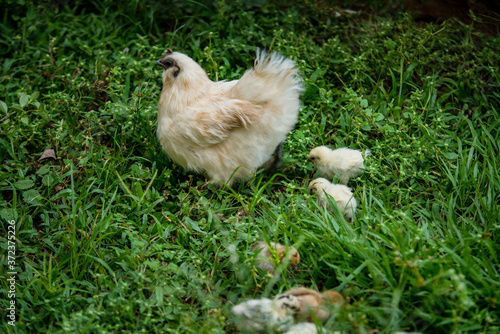 Aves, pollos, gallina, gallo, animales del campo_Colombia
