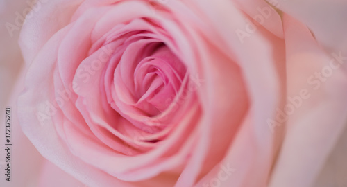 rose flower background, colorful background