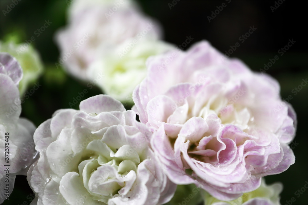 Obraz premium プリムラ ベラリーナ ピンクアイス