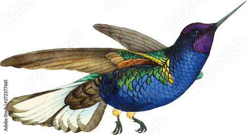 Hummingbird Illustration Isolated on White