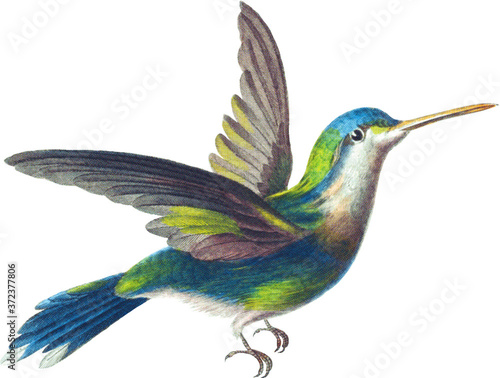 Hummingbird Illustration Isolated on White