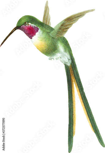 Hummingbird Illustration Isolated on White