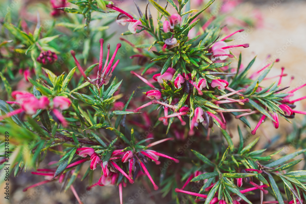 native Australian red grevillea plant outdoor in a sunny backyard native Australian red grevillea plant outdoor in a sunny backyard
