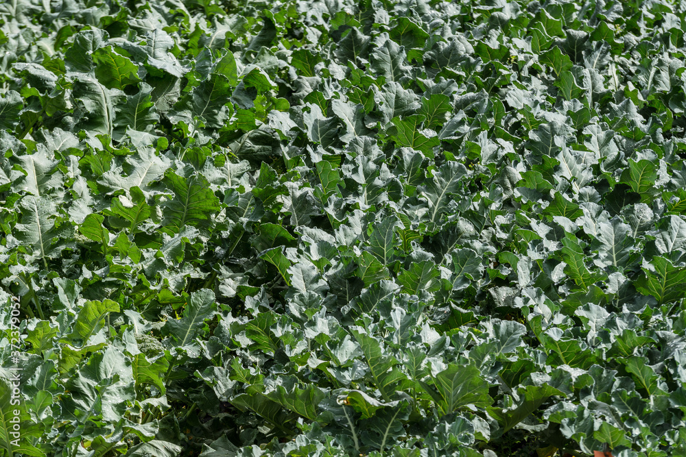 Producción Agricola en Rionegro Antioquia, Colombia, trabajo de floricultura y productos agrícolas Producción Agricola en Rionegro Antioquia, Colombia, trabajo de floricultura y productos agrícolas