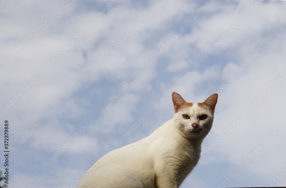 The white cat on the roof of my house