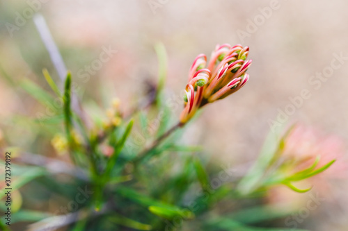 native Australian grevillea semper florens plant with yellow and pink flowers