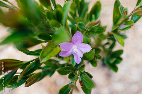 native Australian pink crowea plant with flower photo