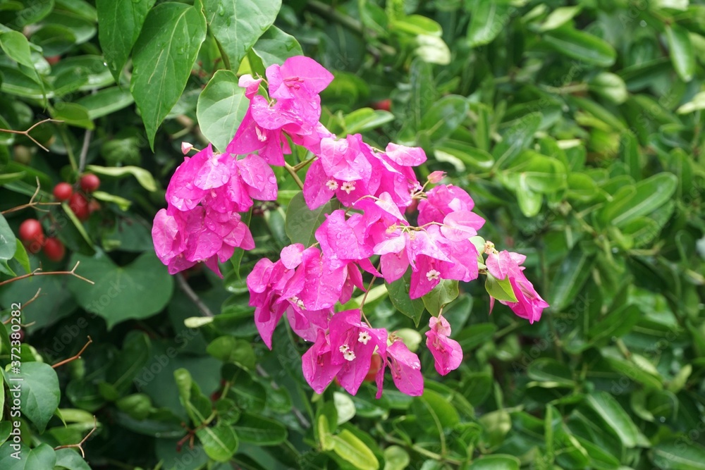 pink Bougainvillea flower in nature garden