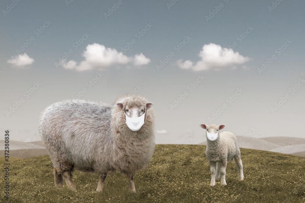 Obraz premium Sheep lamb animal wearing mask, ecology and disease concept