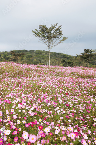 Wallpaper Mural 信州　高原のコスモス Torontodigital.ca