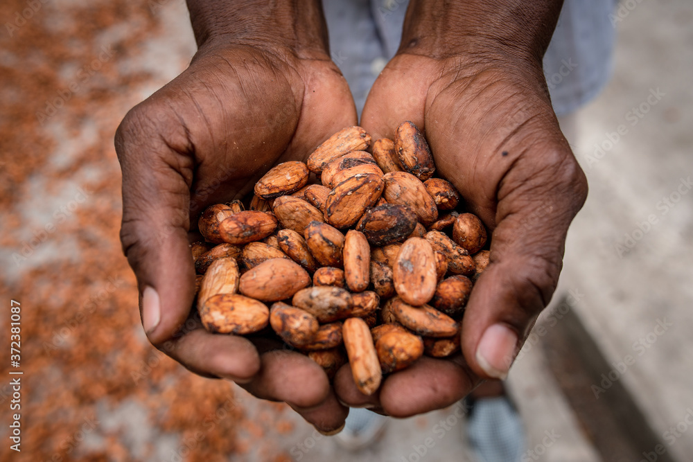 Cultivo de Cacao den Tibú Santander_Colombia Cultivo de Cacao den Tibú Santander_Colombia