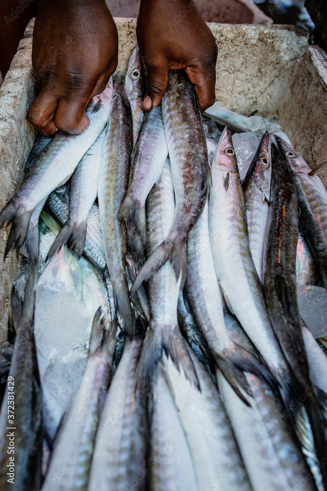 Peces del Pacificó, venta de pescado en Tumaco_Nariño_Colombia Peces del Pacificó, venta de pescado en Tumaco_Nariño_Colombia