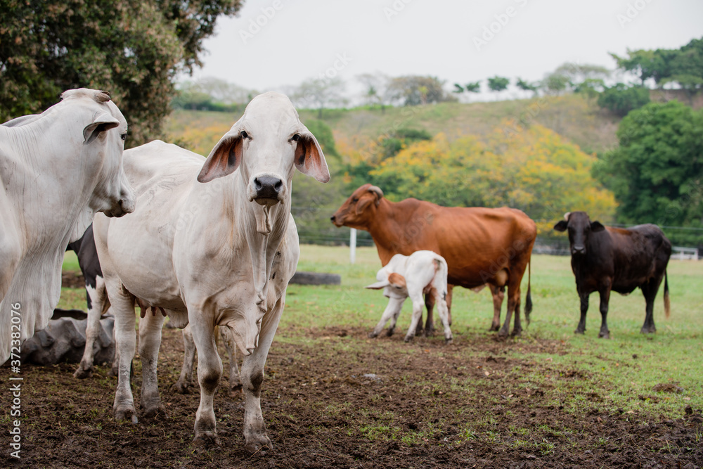 Ganadería Braman de las tierras Calidas de Colombia, Ganadería doble Proporsito 