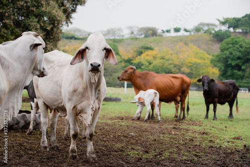 Fototapeta Naklejka Na Ścianę i Meble -  Ganadería Braman de las tierras Calidas de Colombia, Ganadería doble Proporsito 