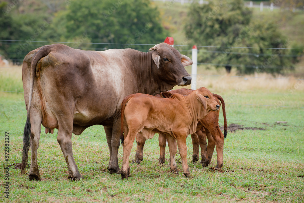 Ganadería Braman de las tierras Calidas de Colombia, Ganadería doble Proporsito Ganadería Braman de las tierras Calidas de Colombia, Ganadería doble Proporsito