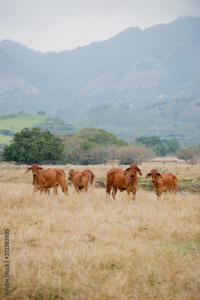 Naklejka premium Ganadería Braman de las tierras Calidas de Colombia, Ganadería doble Proporsito 