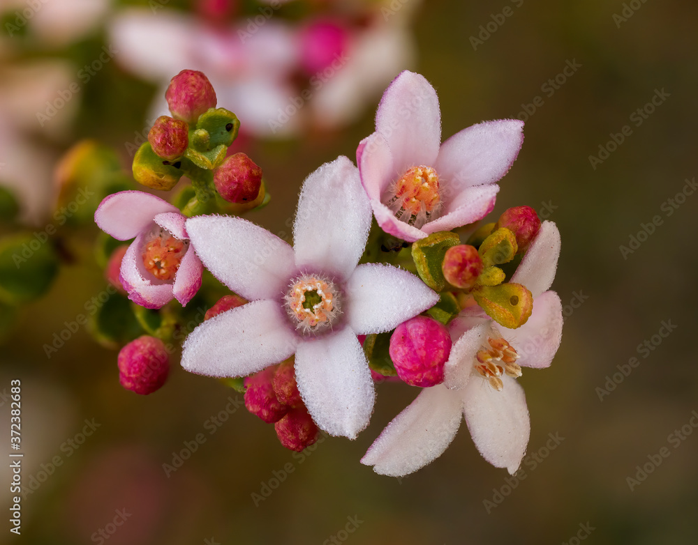 The pale pink flowers of the Fairy Waxflower shrub (Philotheca verrucosa) The pale pink flowers of the Fairy Waxflower shrub (Philotheca verrucosa)