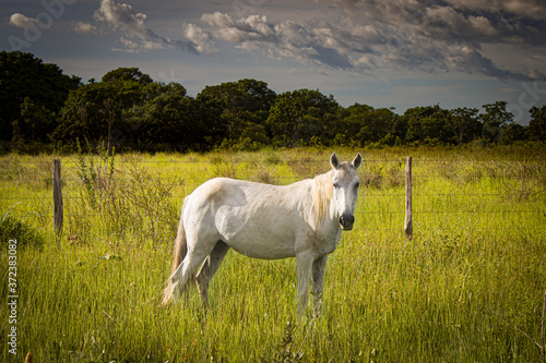 horse in the meadow