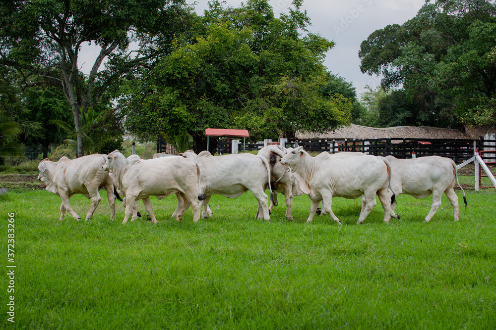 Ganadería Braman de las tierras Calidas de Colombia, Ganadería doble Proporsito Ganadería Braman de las tierras Calidas de Colombia, Ganadería doble Proporsito