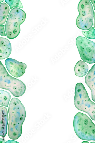Obraz na plátně Seamless vertical border frame of unicellular green blue algae chlorella spirulina with large cells single-cells with lipid weed droplets