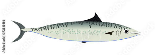 Vector illustration of mackerel bait fish