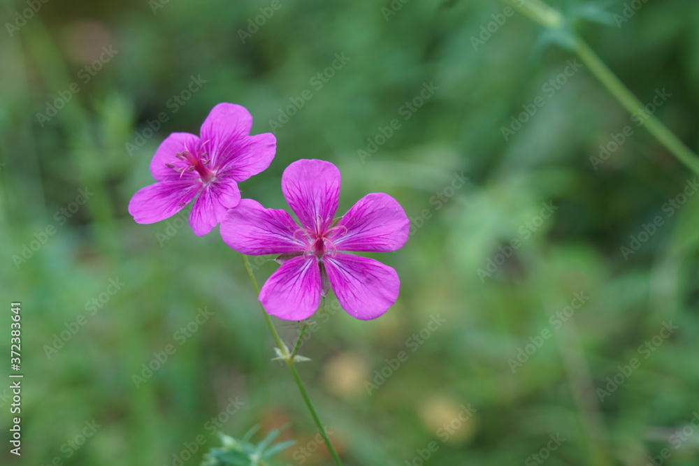 夏の高原に咲くアサマフウロの花 夏の高原に咲くアサマフウロの花