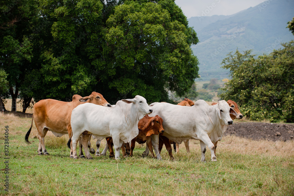 Obraz premium Ganadería Braman de las tierras Calidas de Colombia, Ganadería doble Proporsito 