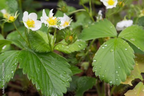 Blooming Strawberry Plant after a rain with room for text photo
