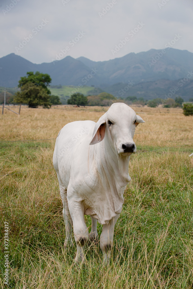 Obraz premium Ganadería Braman de las tierras Calidas de Colombia, Ganadería doble Proporsito 