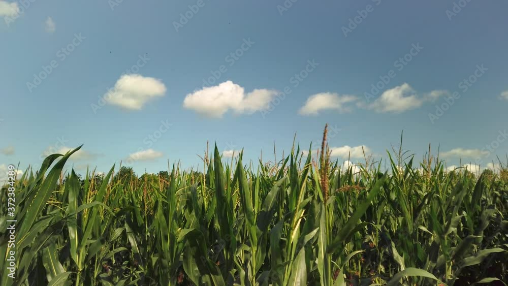 Panning shot of a corn field on a sunny day against a blue sky with white clouds. Panning shot of a corn field on a sunny day against a blue sky with white clouds.