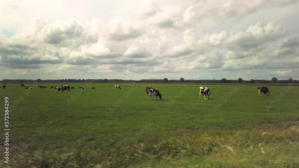 Green field with spotted cows grazing on a sunny day against a blue sky with white clouds. Green field with spotted cows grazing on a sunny day against a blue sky with white clouds.