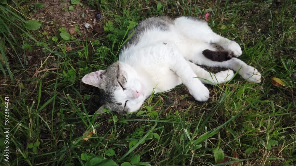 Cat resting in the grass on summer time Cat resting in the grass on summer time
