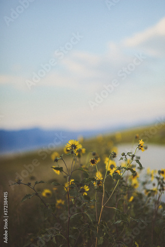 sunflowers by the road © John