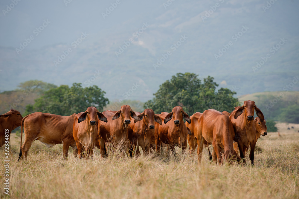 Ganadería Braman de las tierras Calidas de Colombia, Ganadería doble Proporsito Ganadería Braman de las tierras Calidas de Colombia, Ganadería doble Proporsito