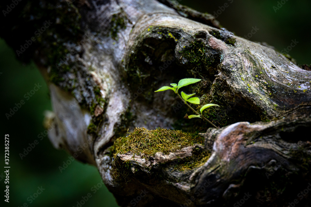 Small plant sprouting out of hole in a tree branch. Small plant sprouting out of hole in a tree branch.