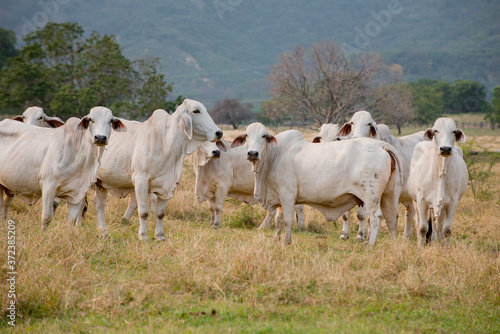 Ganadería Braman de las tierras Calidas de Colombia, Ganadería doble Proporsito 