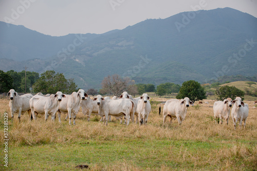 Ganadería Braman de las tierras Calidas de Colombia, Ganadería doble Proporsito 