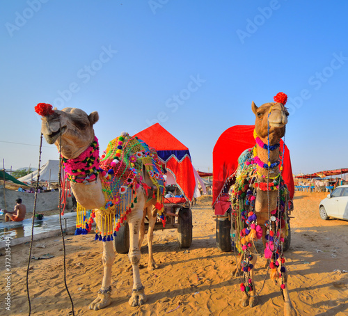 A colorful decorated camel standing with a carriage in the mela ground in Pushkar.	 photo