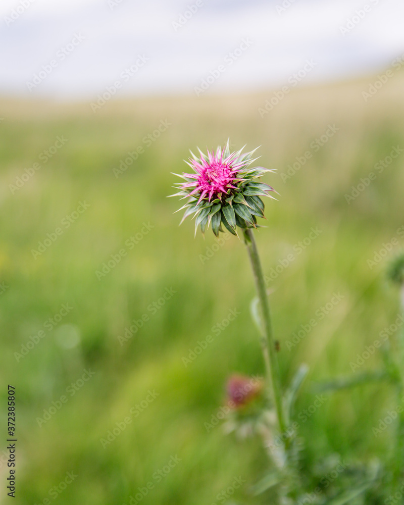 pink flower in the meadow