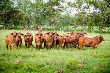 Crédence de cuisine  Ganadería Braman de las tierras Calidas de Colombia, Ganadería doble Proporsito   © Wil.Amaya